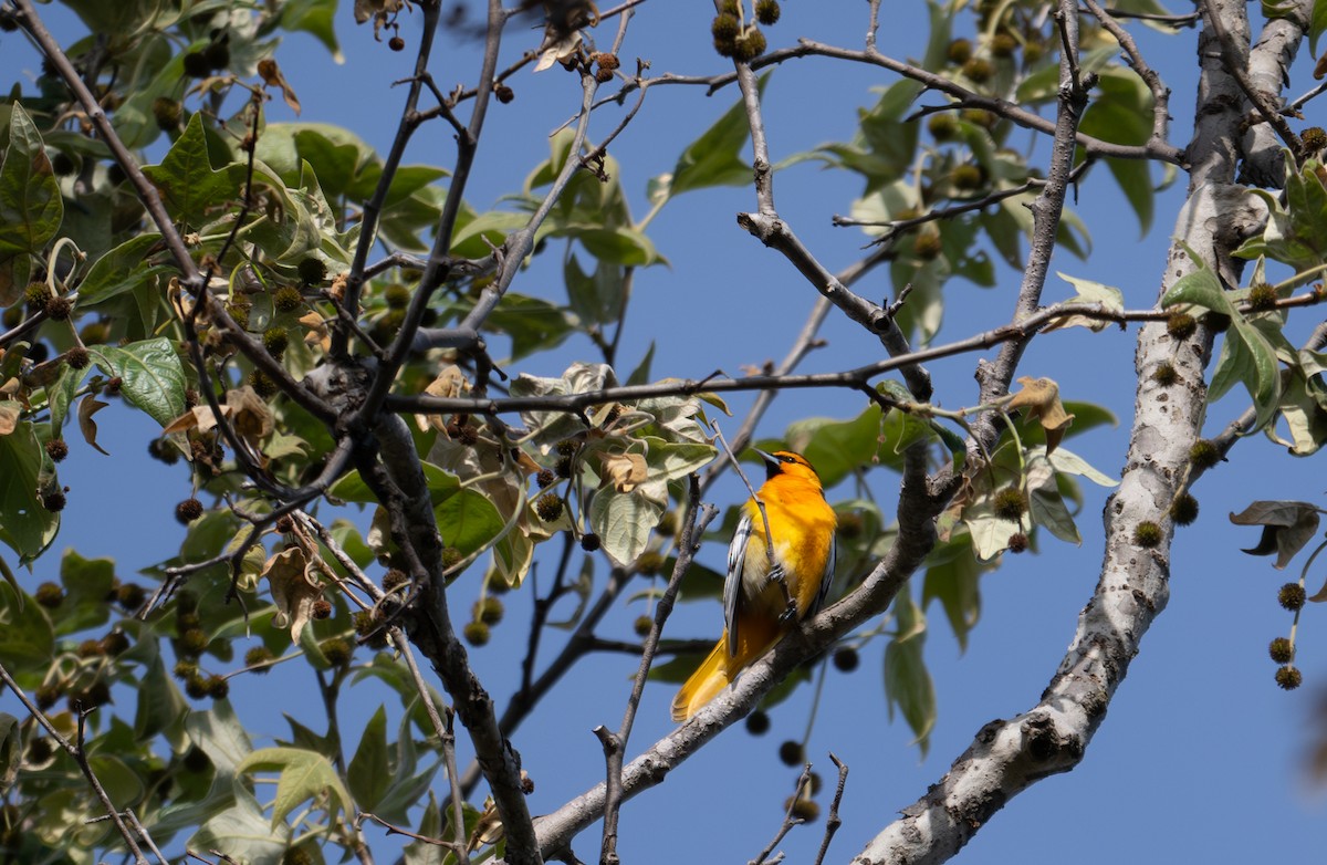 Bullock's Oriole - ML633034829
