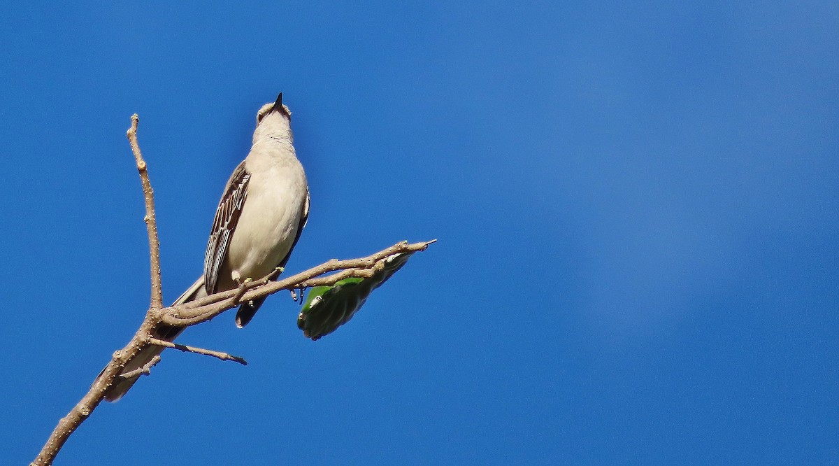 Tropical Mockingbird - ML633034985
