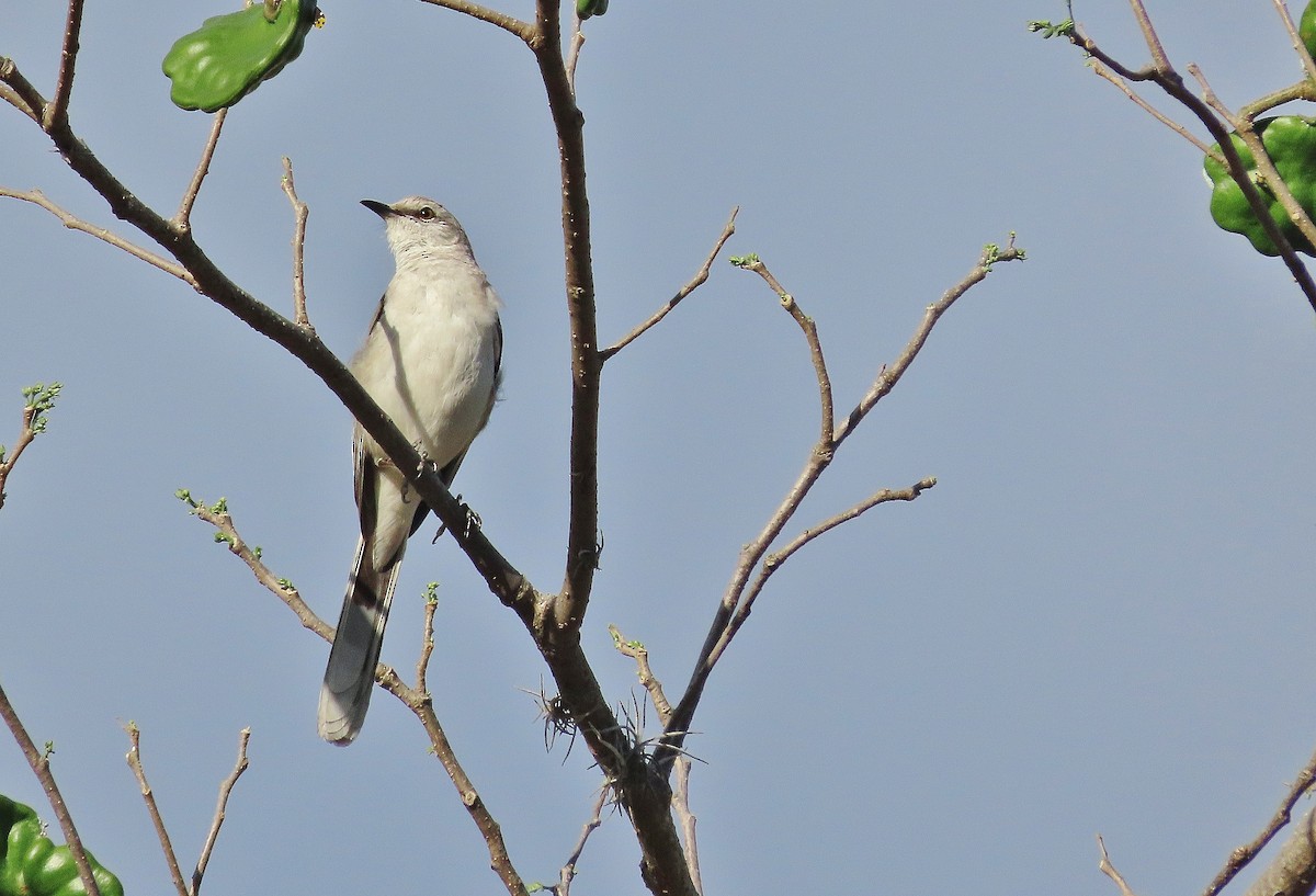 Tropical Mockingbird - ML633034987