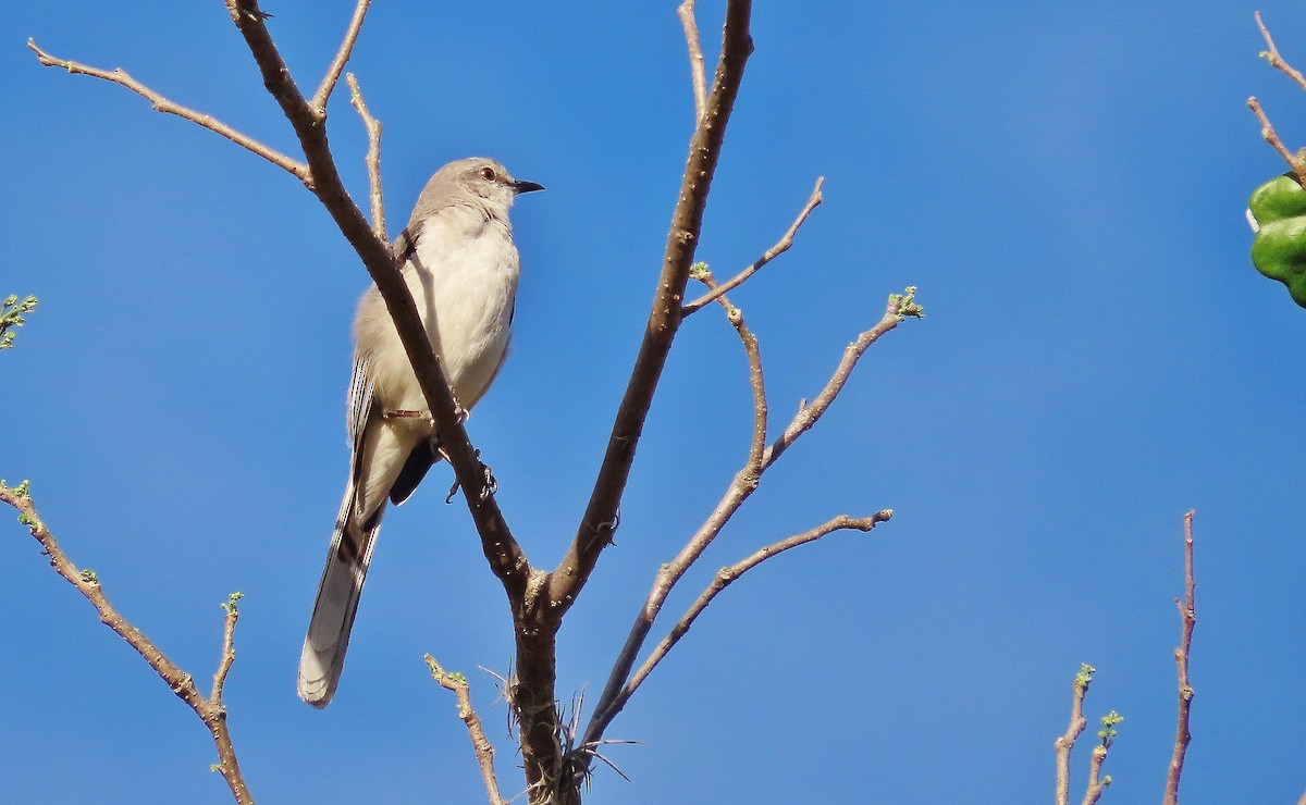 Tropical Mockingbird - ML633034990