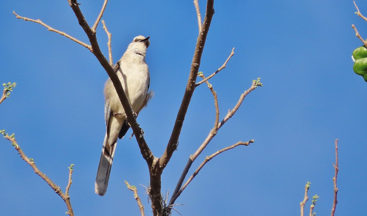 Tropical Mockingbird - ML633034991