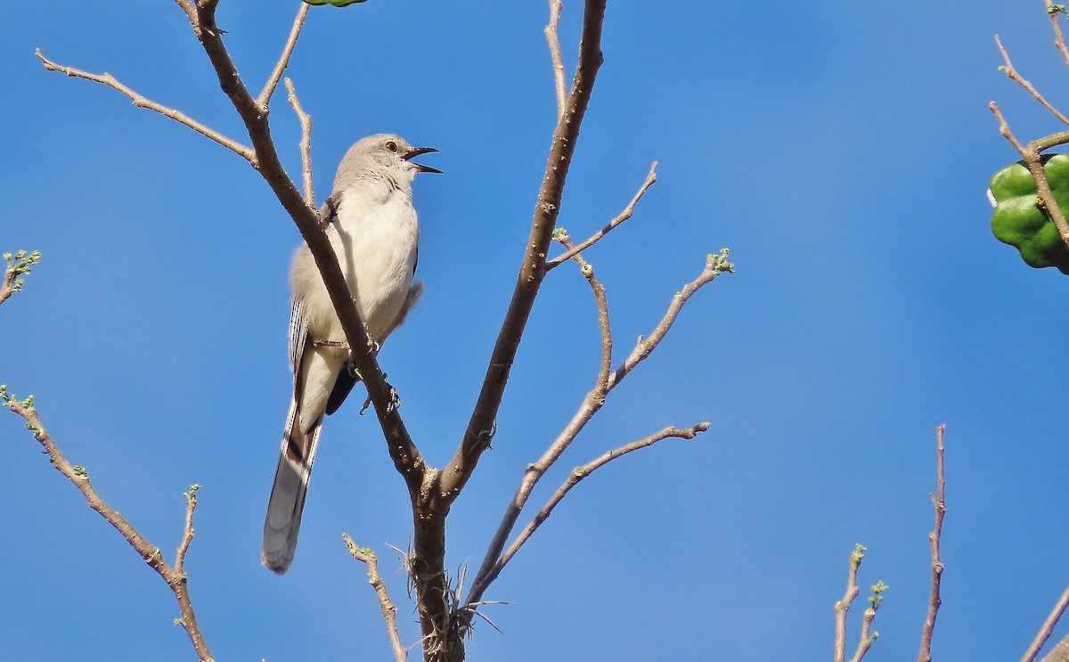 Tropical Mockingbird - ML633034992
