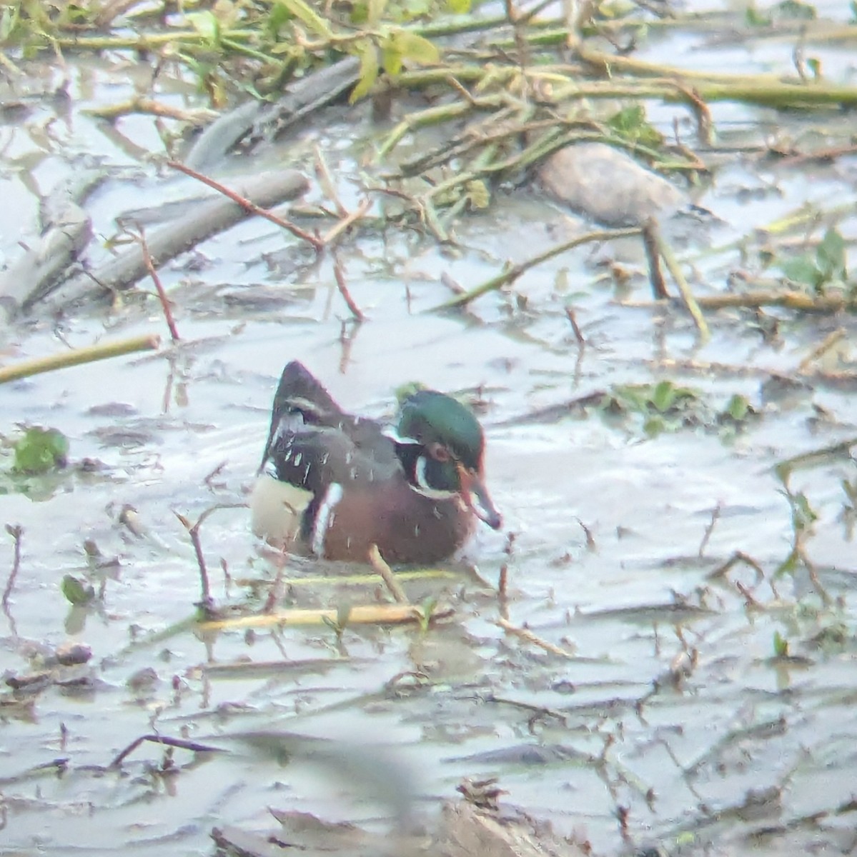 Wood Duck - ML633035013
