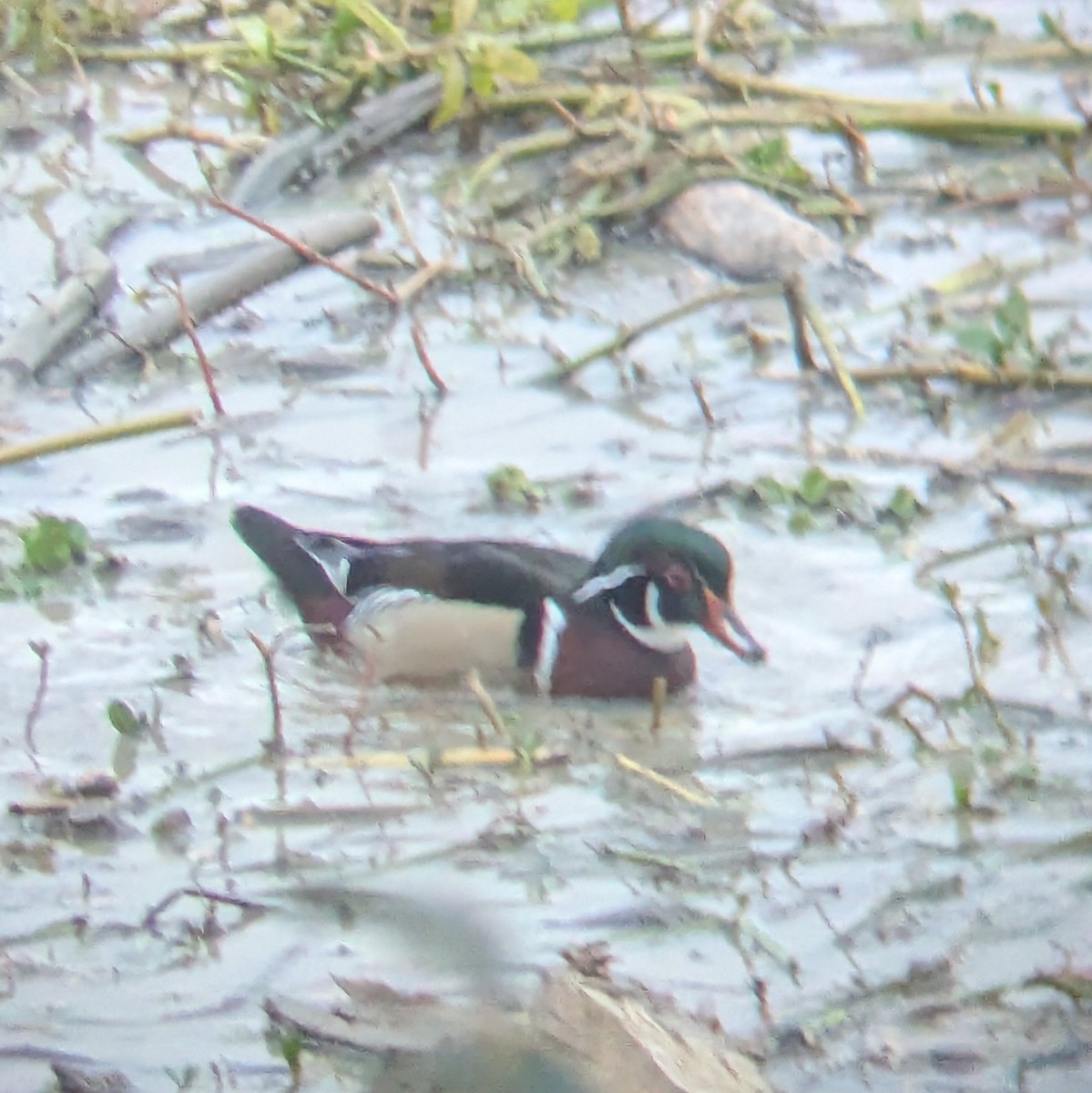 Wood Duck - ML633035014