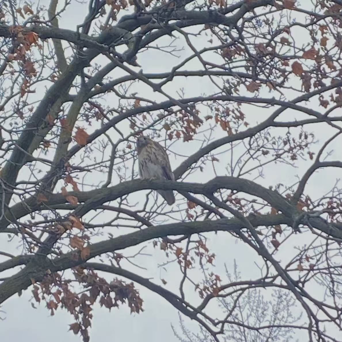 Red-tailed Hawk - ML633035345
