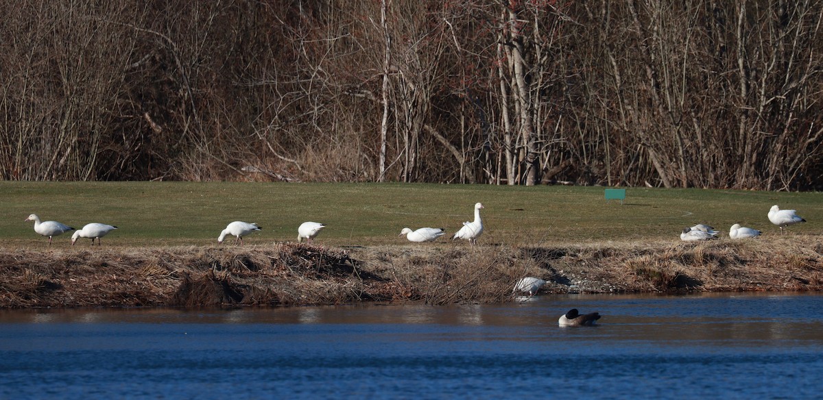 Snow Goose - ML633035424