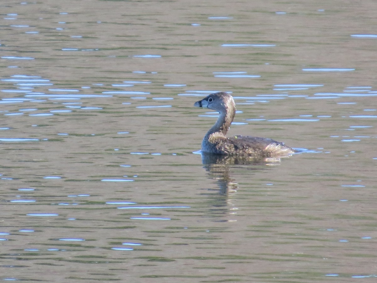 Pied-billed Grebe - ML633035437