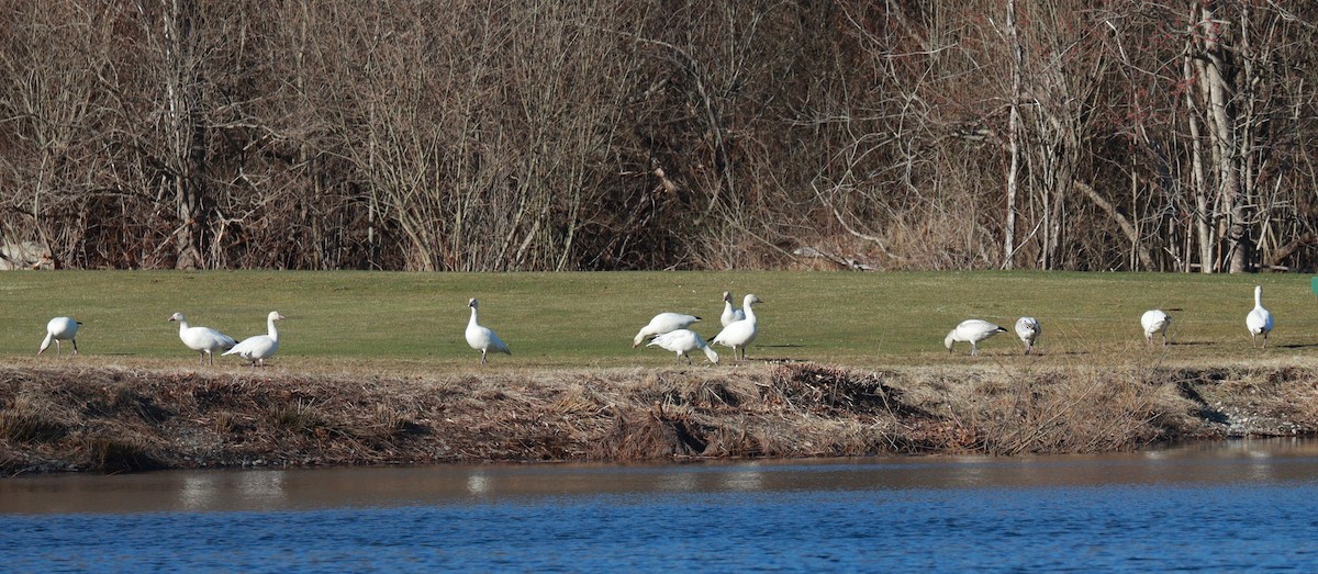 Snow Goose - ML633035444