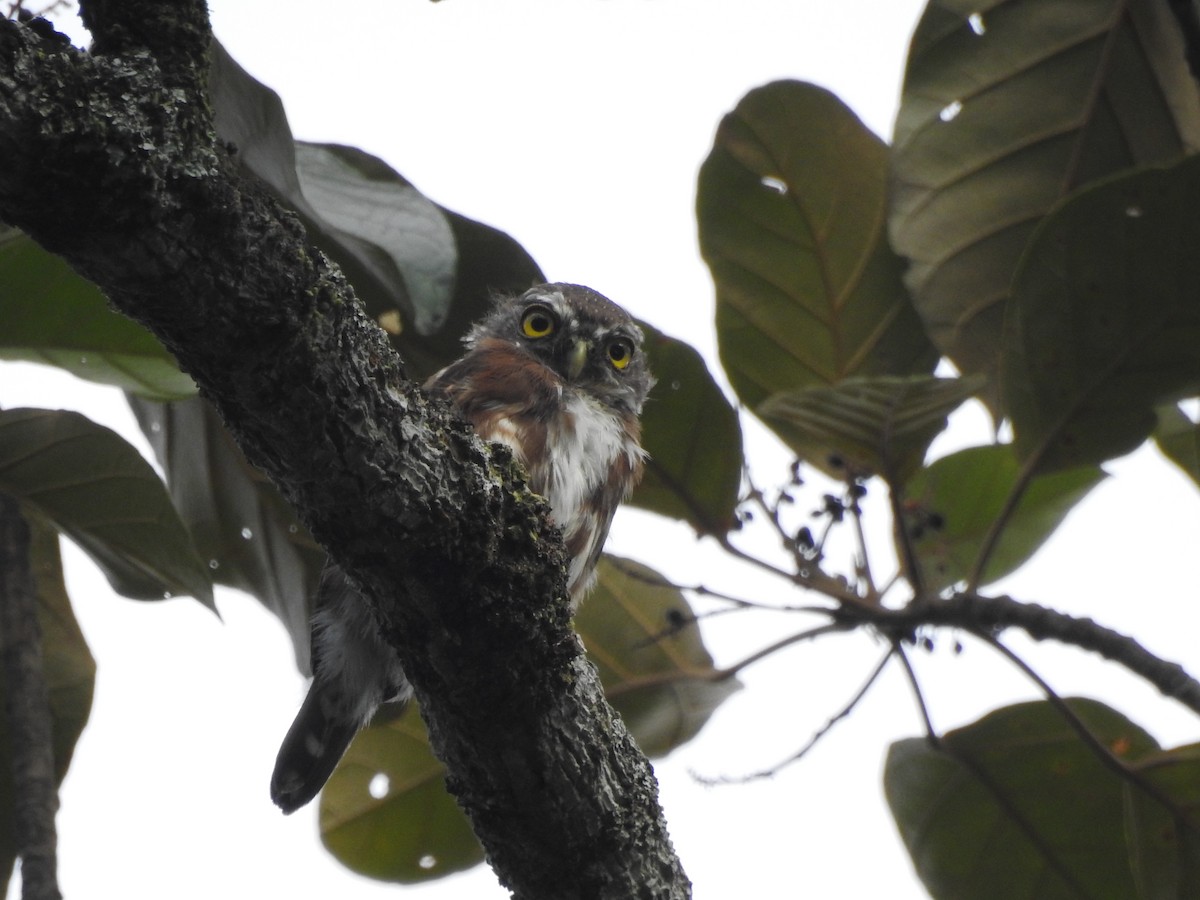 Least Pygmy-Owl - ML633035530