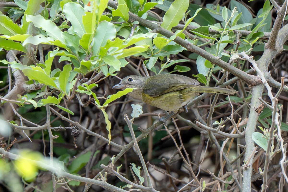 Bubú Oliváceo - ML633035623