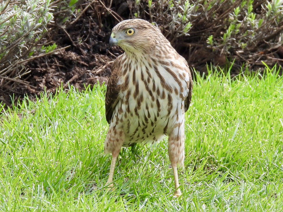 Cooper's Hawk - ML633035630