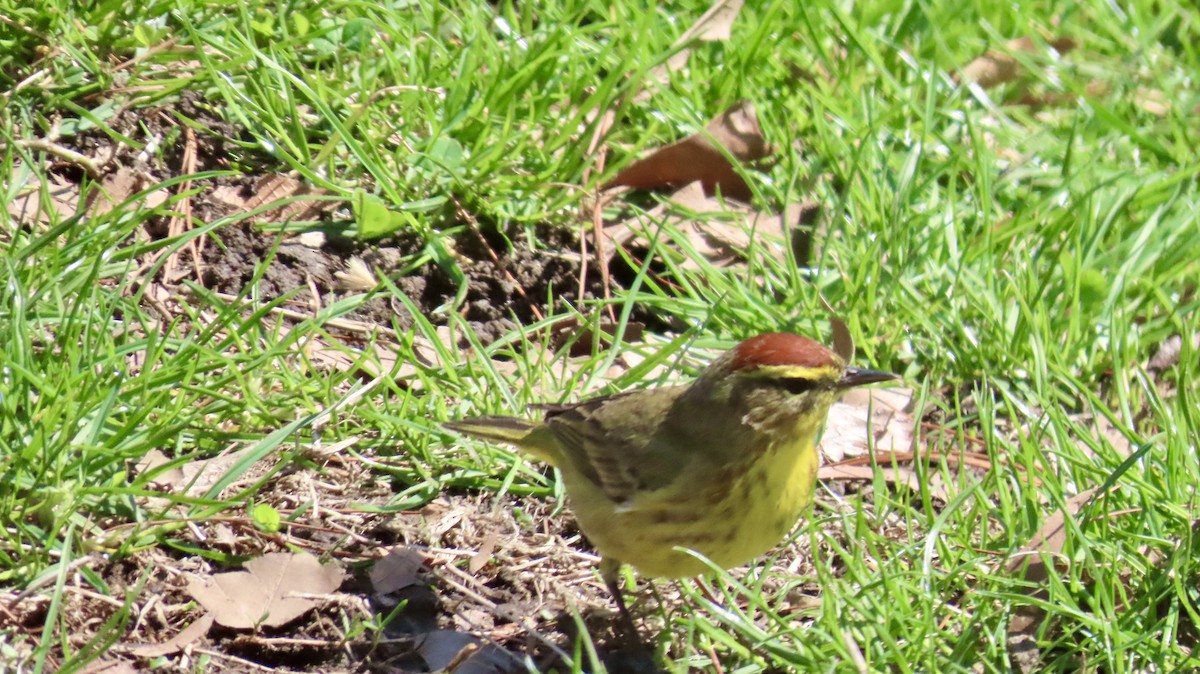 Пальмовая древесница (hypochrysea) - ML633035722