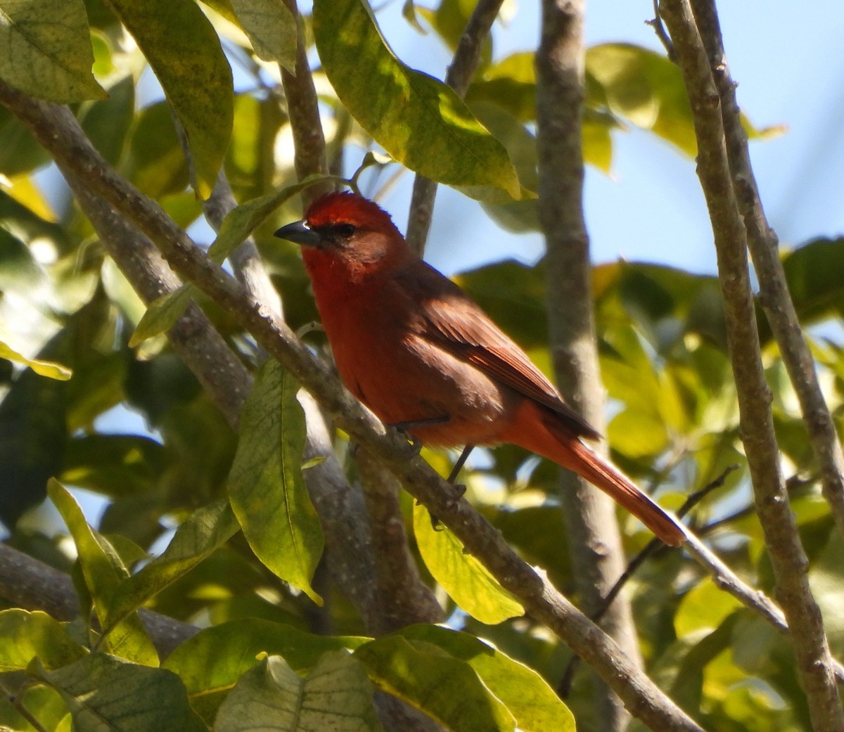 Piranga orangé - ML633035725