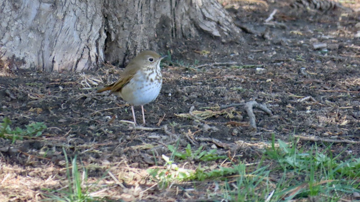 Дрозд-отшельник - ML633035754