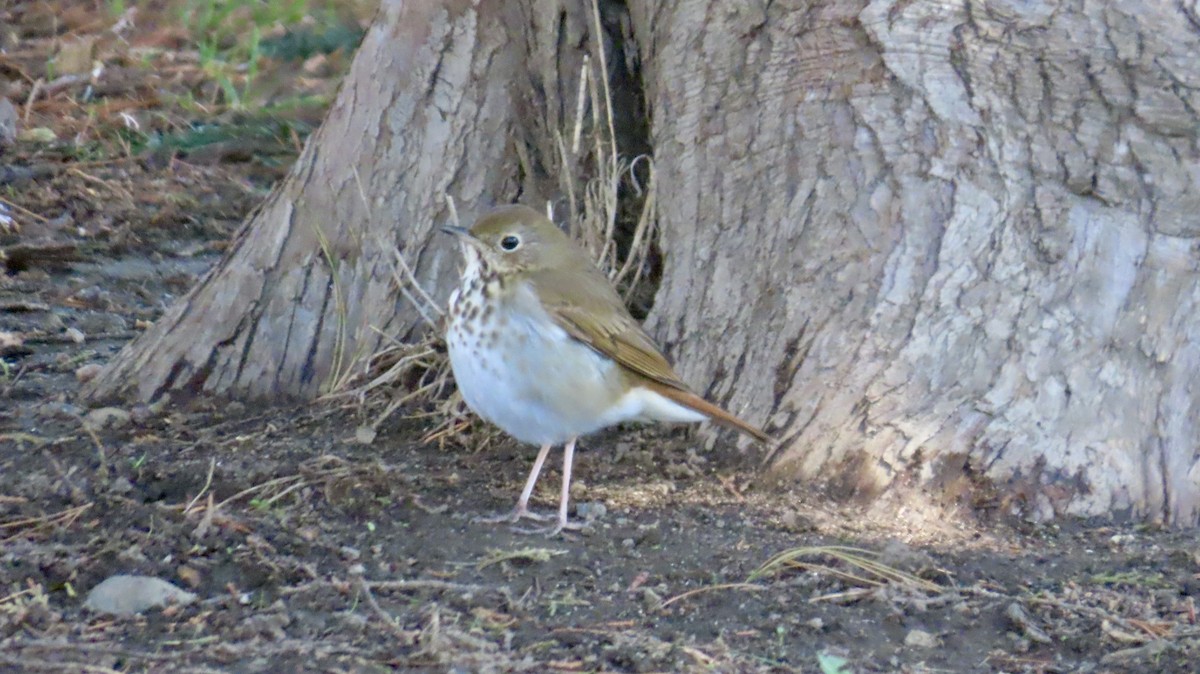 Дрозд-отшельник - ML633035785