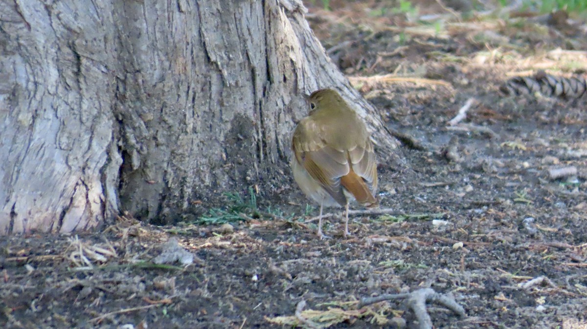 Дрозд-отшельник - ML633035794