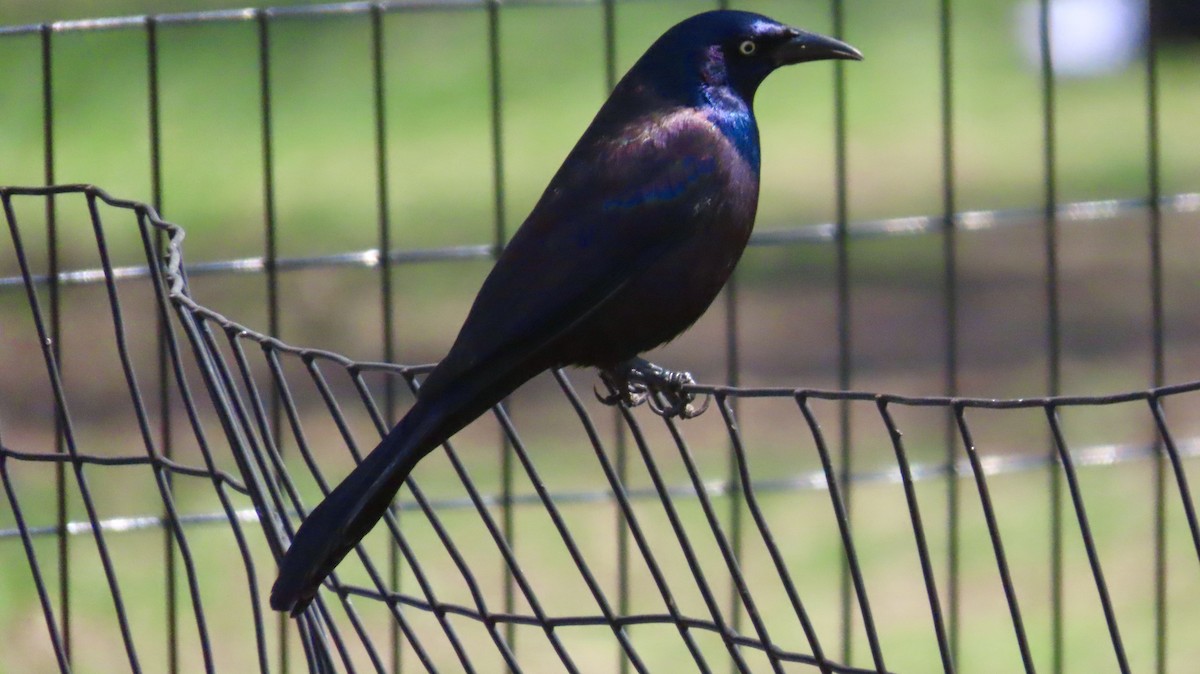 Пурпурный гракл - ML633035818