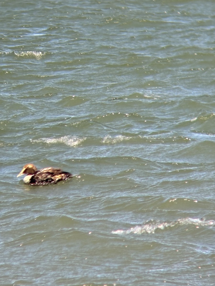 Common Eider - ML633035823