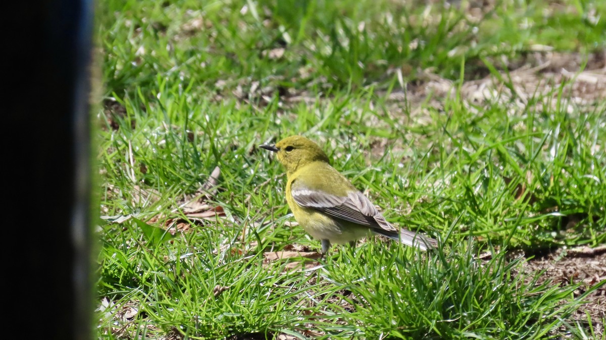 Сосновая древесница - ML633035843