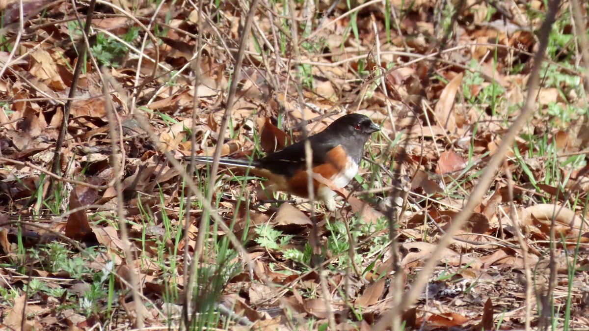 pipilo rudooký - ML633035971