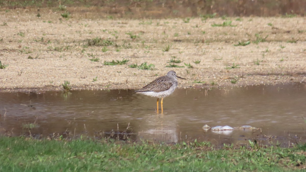 Greater Yellowlegs - ML633036065