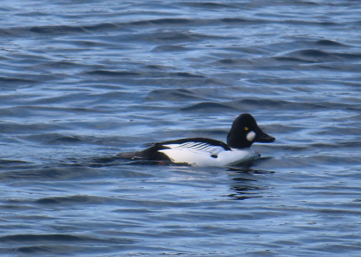 鵲鴨 - ML633036221