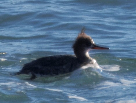 Сэвгэр бохио - ML633036230