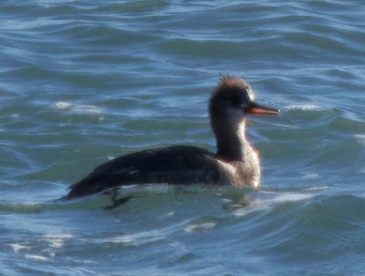 Сэвгэр бохио - ML633036231