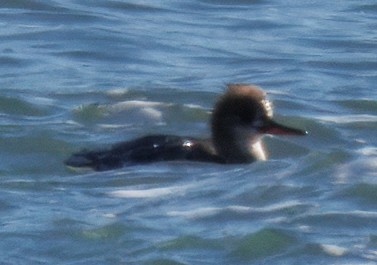 Сэвгэр бохио - ML633036232