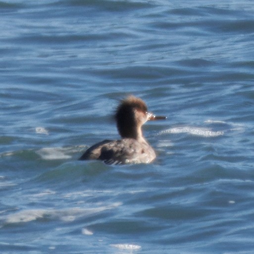 Сэвгэр бохио - ML633036233