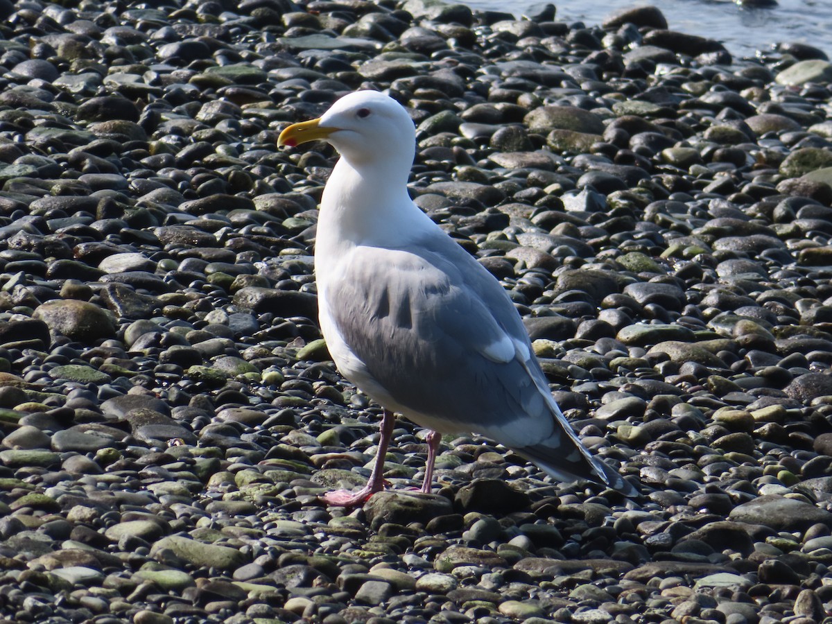 Glaucous-winged Gull - ML633036238
