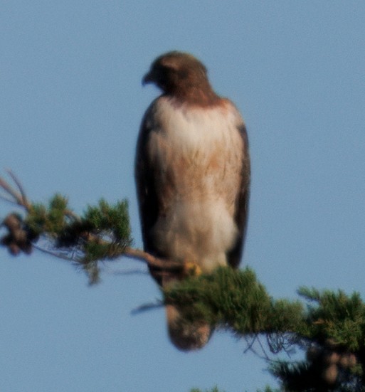 Red-tailed Hawk - ML633036402