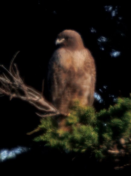 Red-tailed Hawk - ML633036403