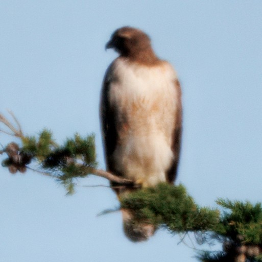 Red-tailed Hawk - ML633036404