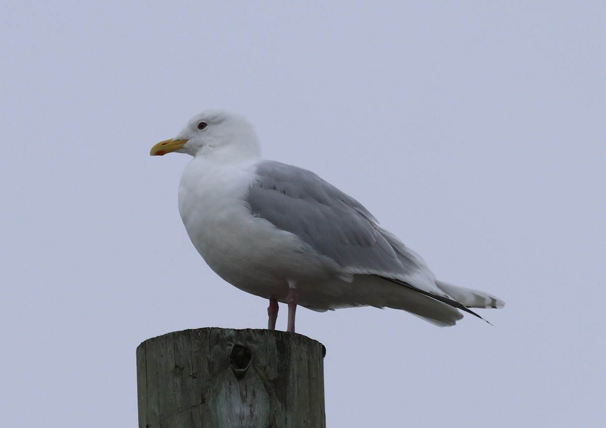 Iceland Gull (kumlieni) - ML633036598