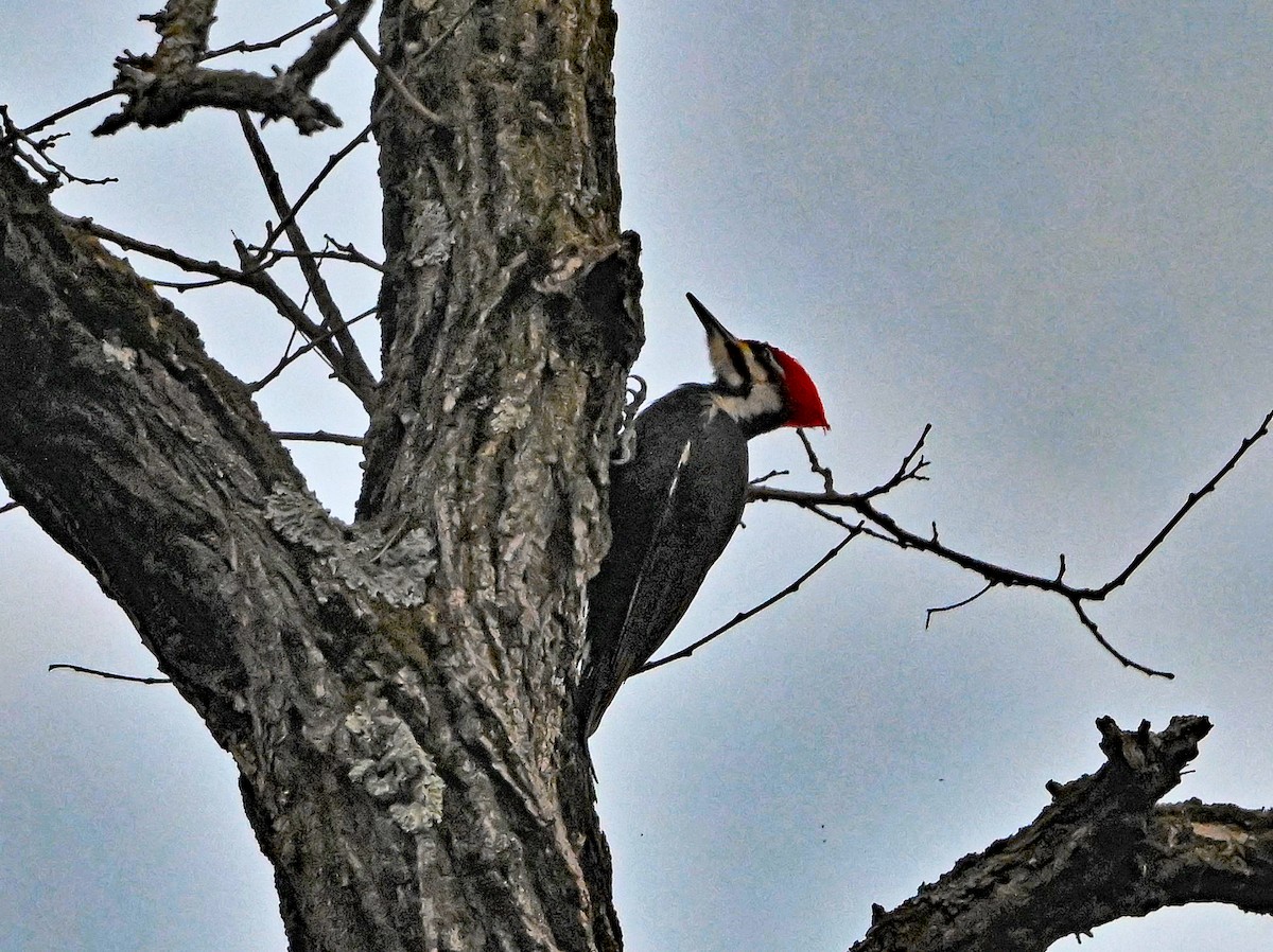 Pileated Woodpecker - ML633036636