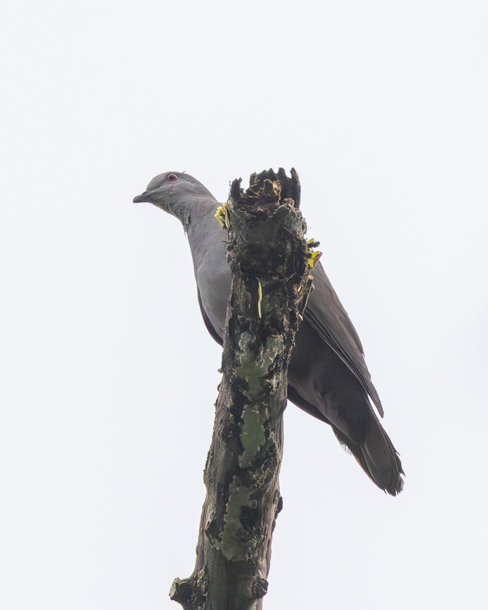 Dusky Pigeon - ML633036923