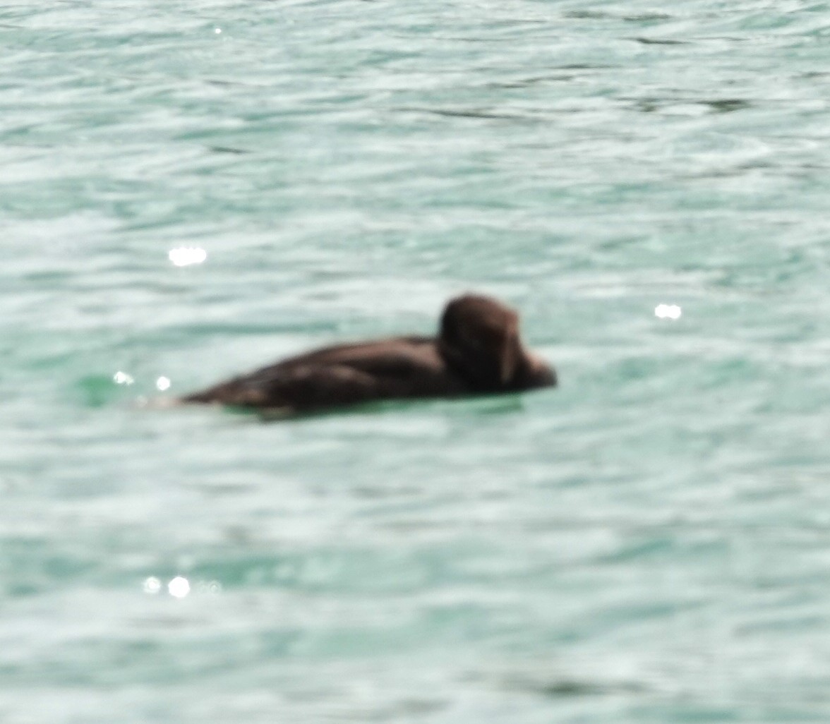 Hooded Merganser - ML633037214