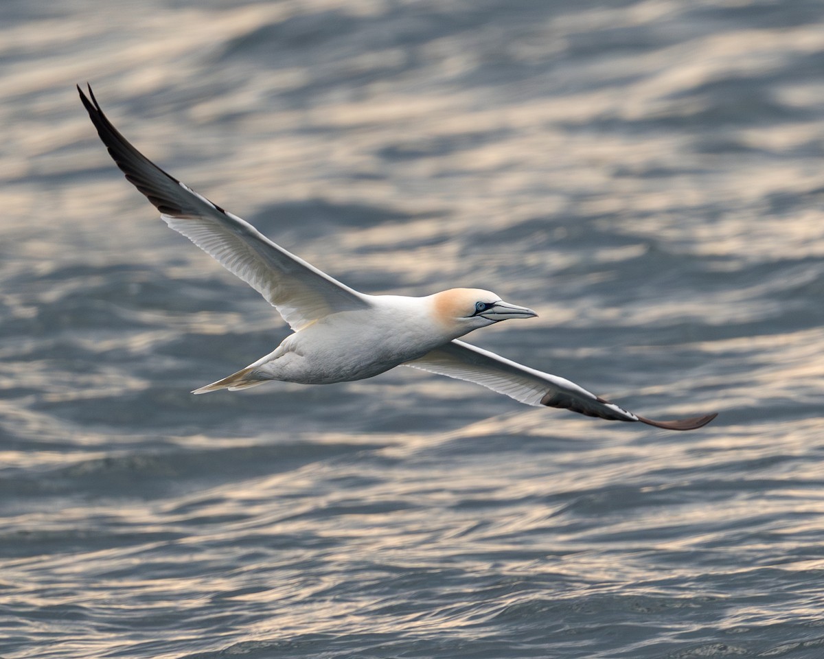 Northern Gannet - ML633037219