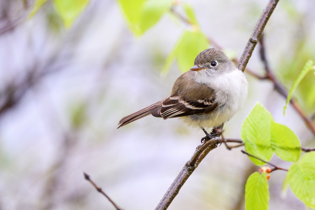 Least Flycatcher - Jonathan Irons