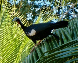 Red-throated Piping-Guan - ML633037963