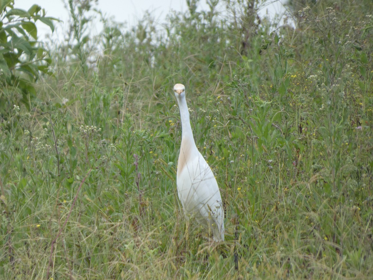 Western Cattle-Egret - ML633038131