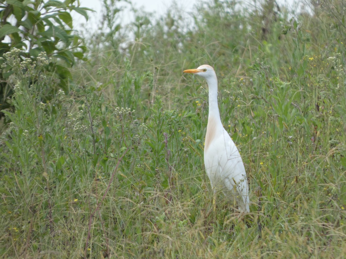 Western Cattle-Egret - ML633038132