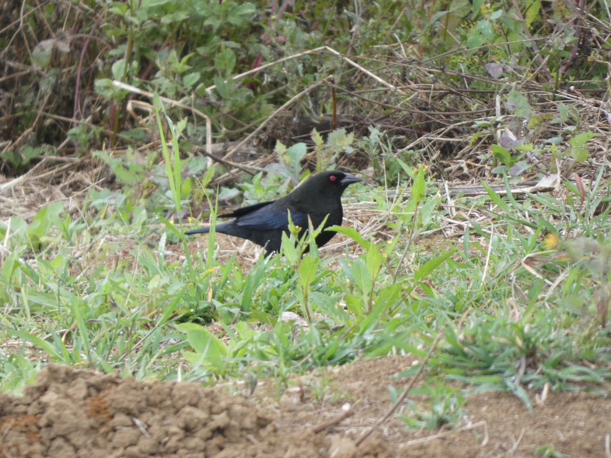 Bronzed Cowbird - ML633038140
