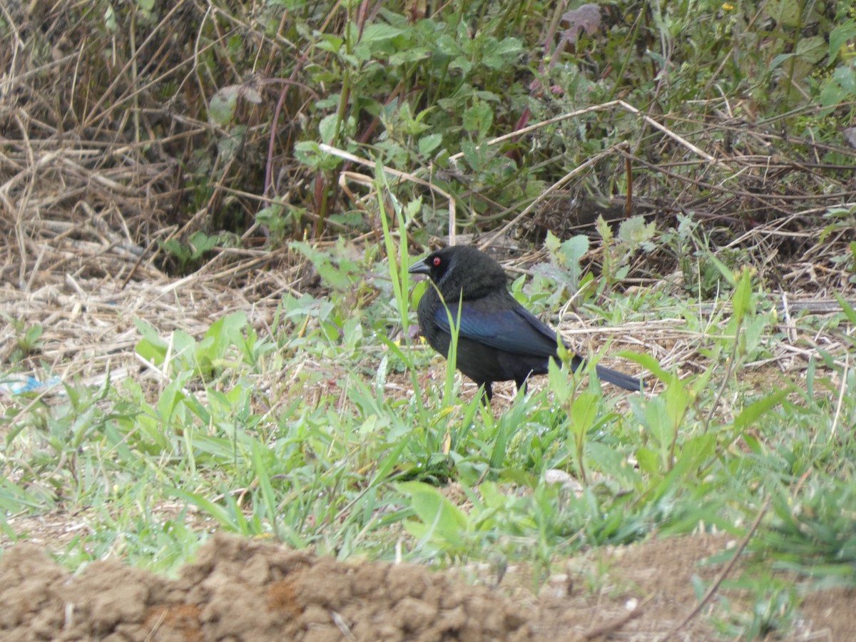 Bronzed Cowbird - ML633038141