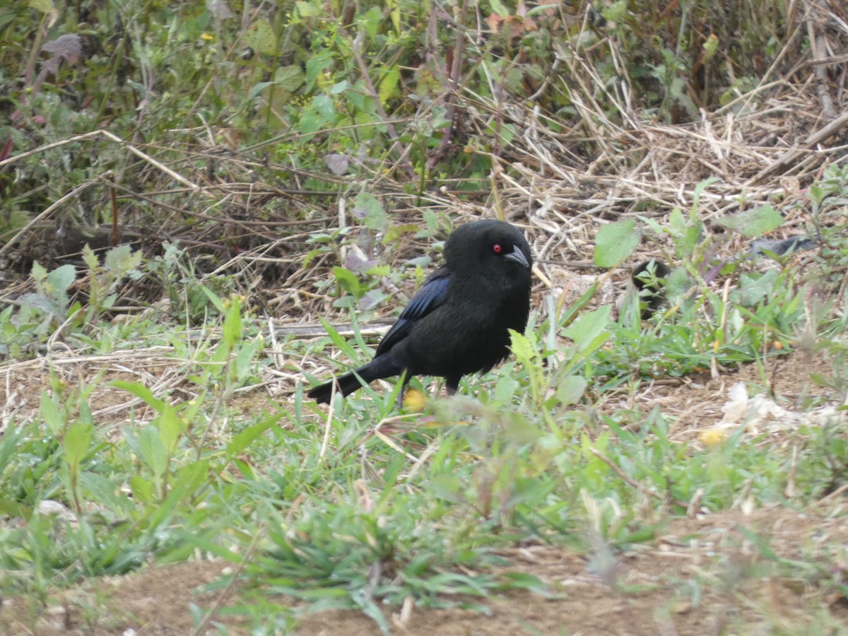 Bronzed Cowbird - ML633038142