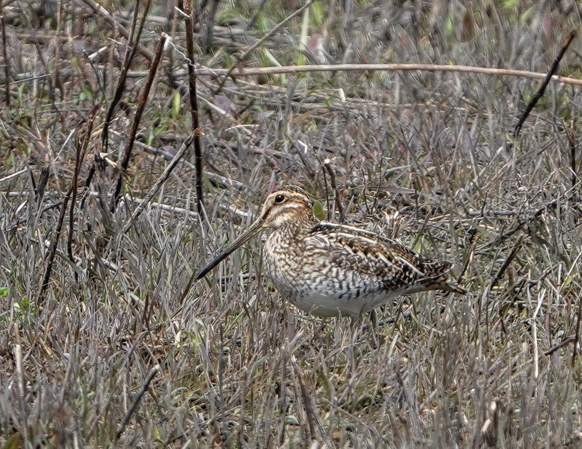 Wilson's Snipe - ML633038178