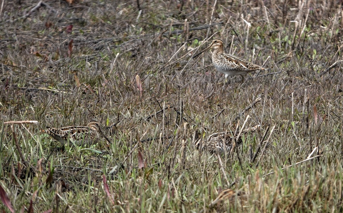 Wilson's Snipe - ML633038179