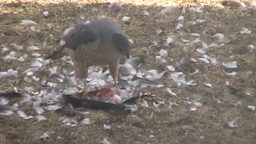 Cooper's Hawk - ML633038181