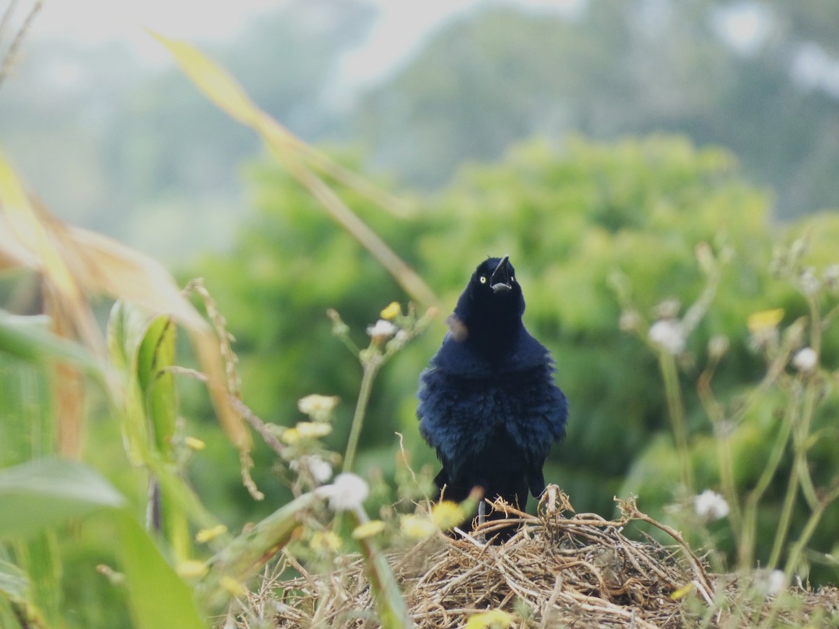 Great-tailed Grackle - ML633038196